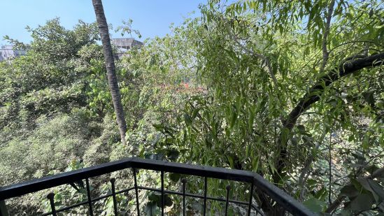 The View From The Corridor - Overlooking Tree Canopy 