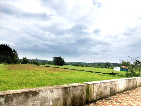 Figure: Field in Saligao.