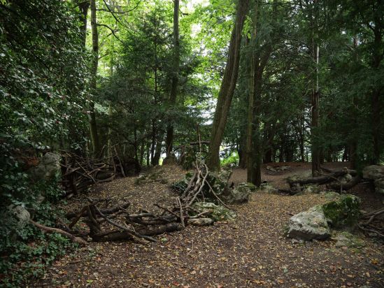 The forest is a peaceful haven in the middle of a dense neighborhood. 