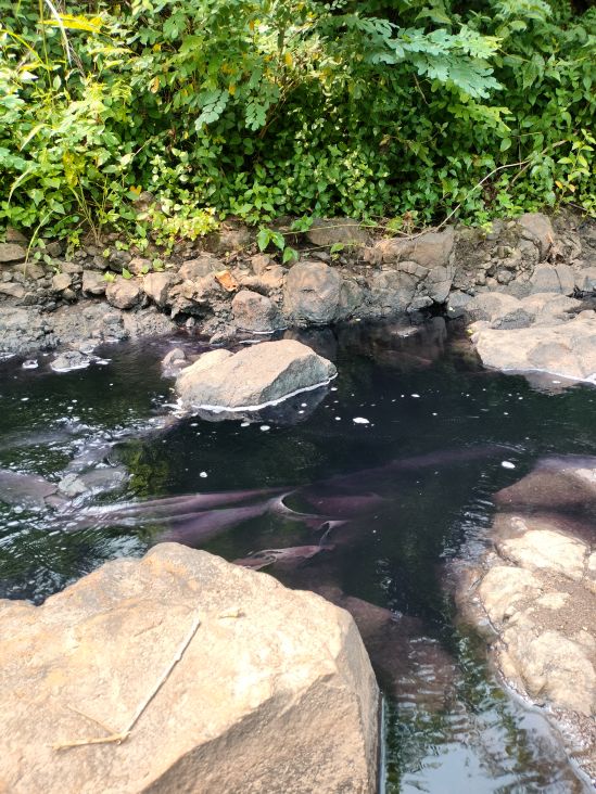 The purple water also manages to dye fabrics 