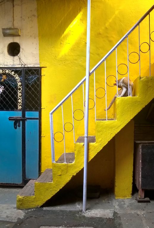 A cat lingering around the staircase during the afternoon hours