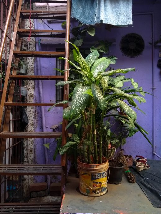 The otlas are often accessorised with potted plants