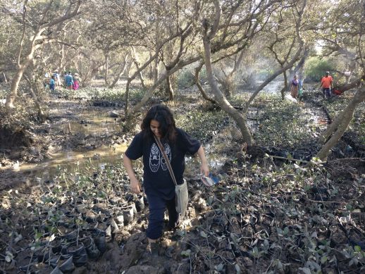 Mangroves in Airoli